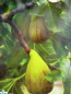 Preview: Ficus carica Dalmatie - Feige Dalmatie